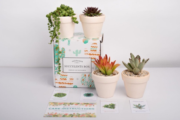 Succulents Box - Monthly Subscription Box