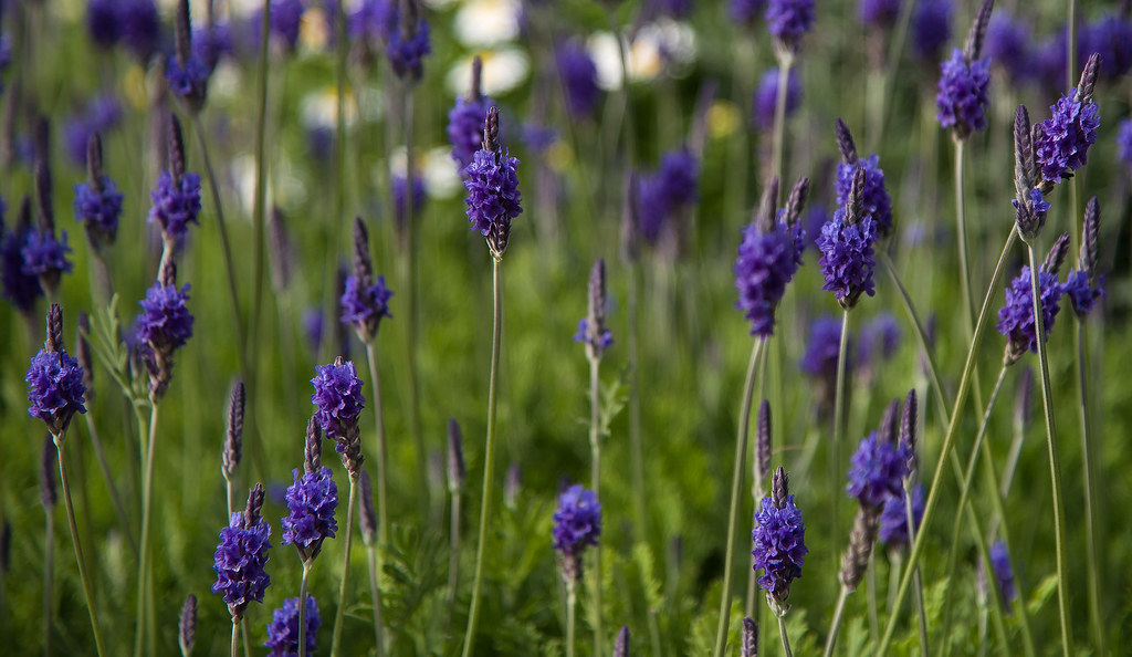 lavender