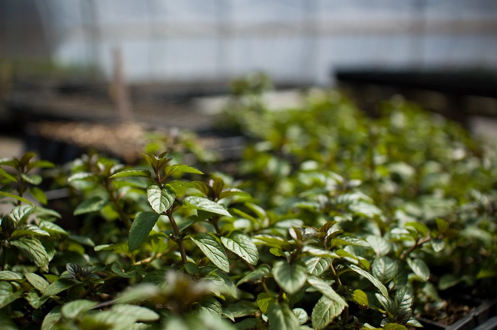 Greenhouse Peppermint