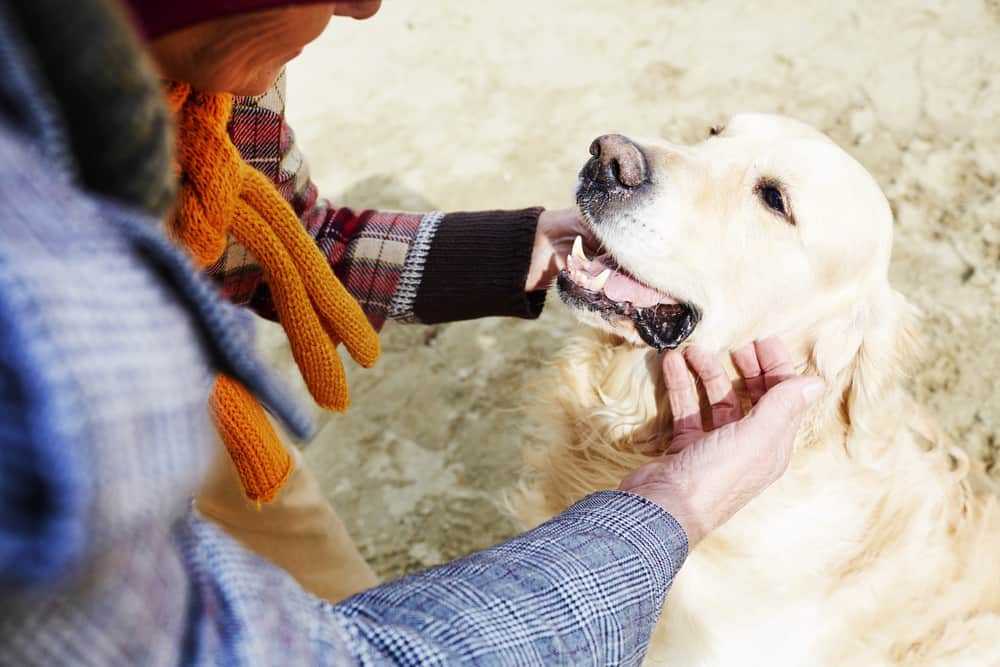 Worried Fido is Going to Get Out? Here’s How to Keep Your Pet Safe