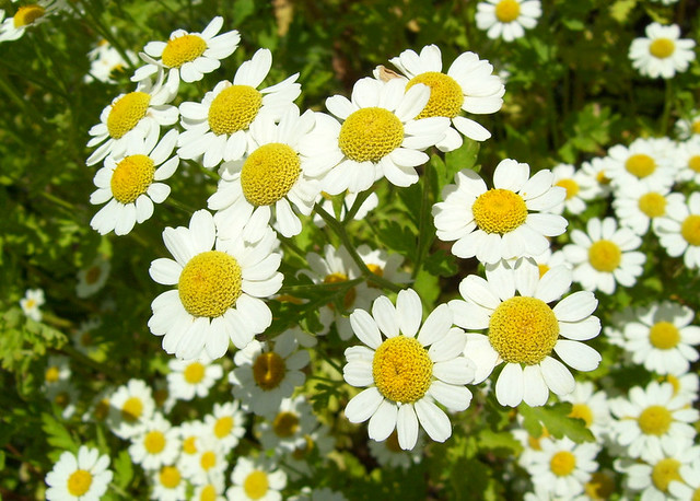 Chamomile
