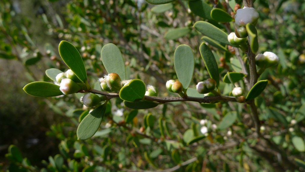 tea-tree flower buds