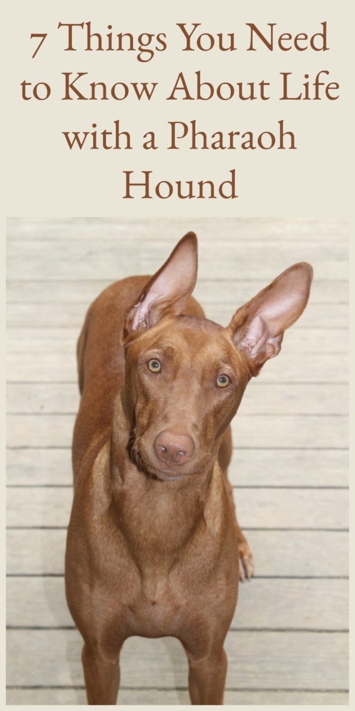 Thinking about getting a Pharaoh Hound? Make sure you're ready for the responsibility of owning the oldest dog breed! Check out 7 things you need to know!