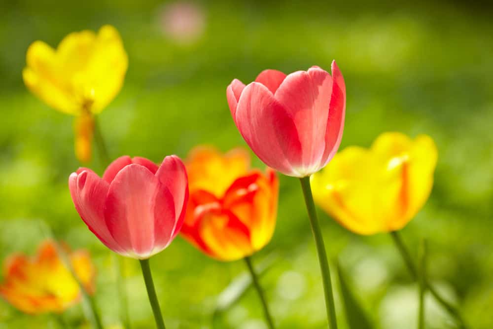 3 Spring Paint Ideas to Keep You Happy All Year