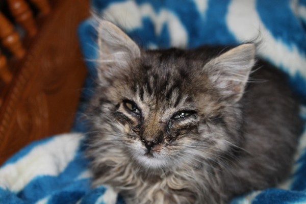Help Morris the Cat Give Back to Hungry Kitties!