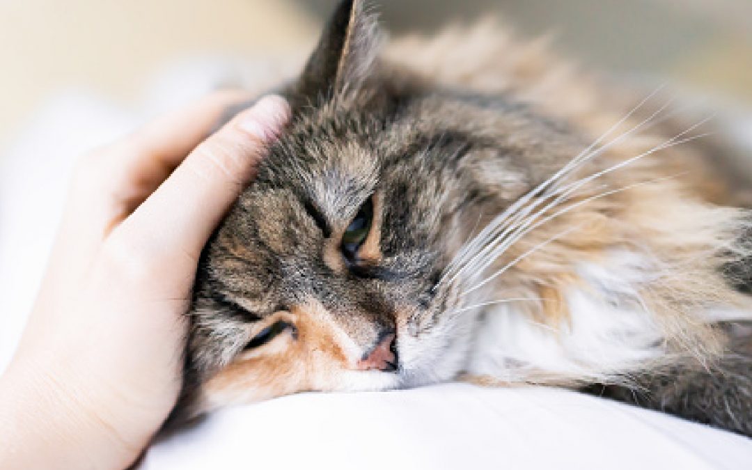 5 Signs that Show Your Cat is Unhealthy