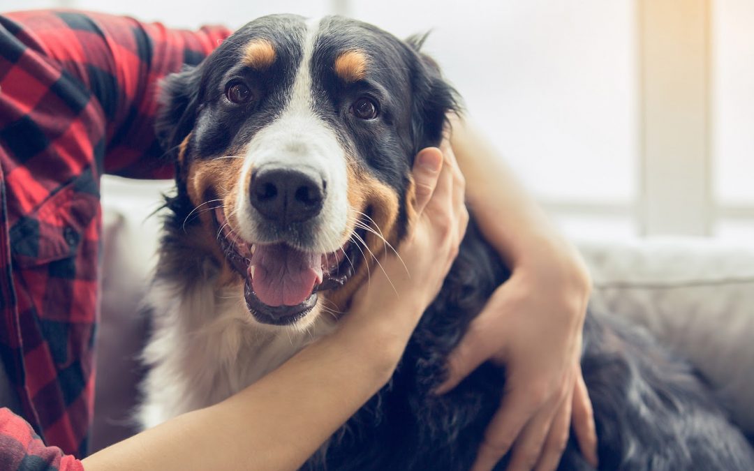 What You Need to Know About CBD Oil for Pets