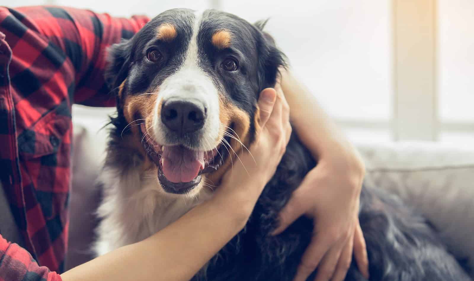 CBD oil for pets facts