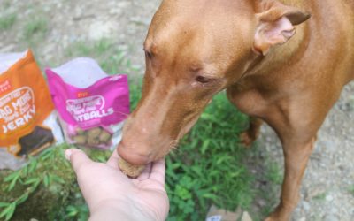 Planning a new puppy gift basket for to welcome home a new dog? I've got you covered! Read on for ten things that every dog parent needs (but may not even realize it).
