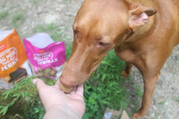 Planning a new puppy gift basket for to welcome home a new dog? I've got you covered! Read on for ten things that every dog parent needs (but may not even realize it).
