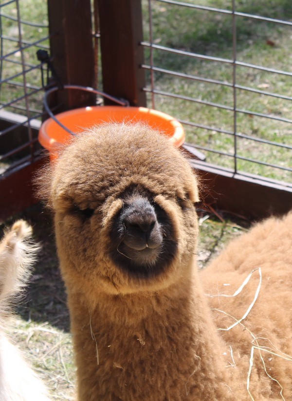 Have you ever seen a cuter face in your life? He’s one of the Pony Paradise rescues! You’ll see him at all the fun outdoor events this spring and summer in Kirby Park in Wilkes-Barre, PA! 