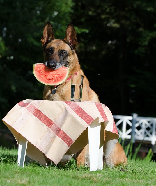 funny dog photo