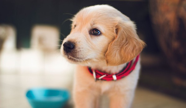 Pet-Inspired Crafts to Make While Social Distancing