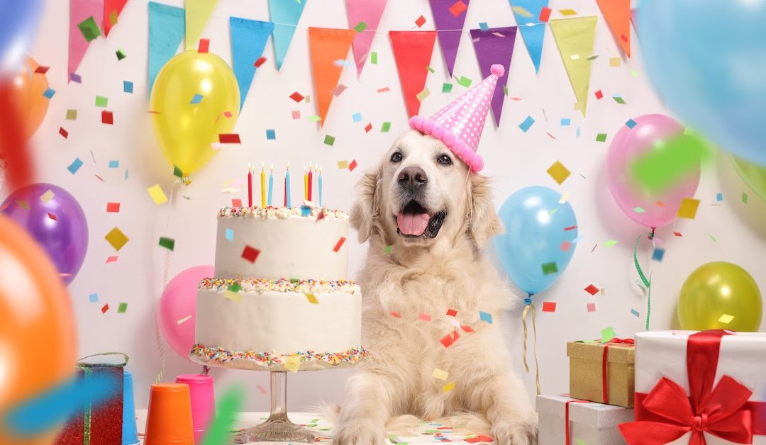 10 Adorable Dog Birthday Gift Ideas for Your Spoiled Pooch