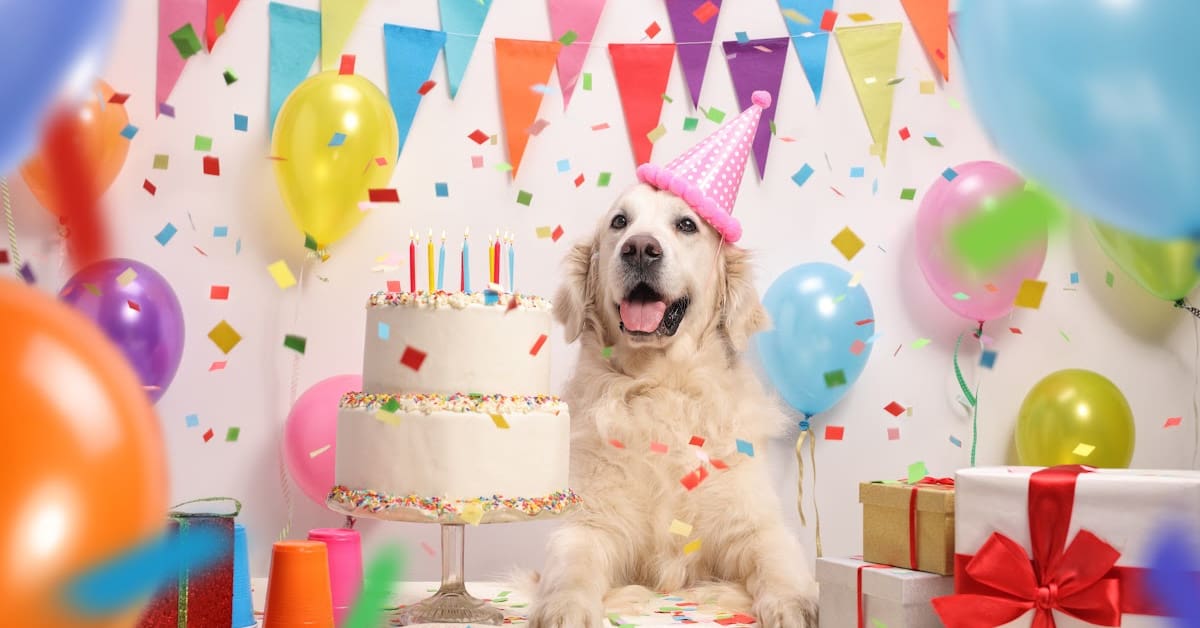 From adorable homemade cakes and "Barkcuterie" boards to toys that sing to boxes loaded with fun goodies, these are by far the cutest and best dog birthday gift ideas around. Check them out!
