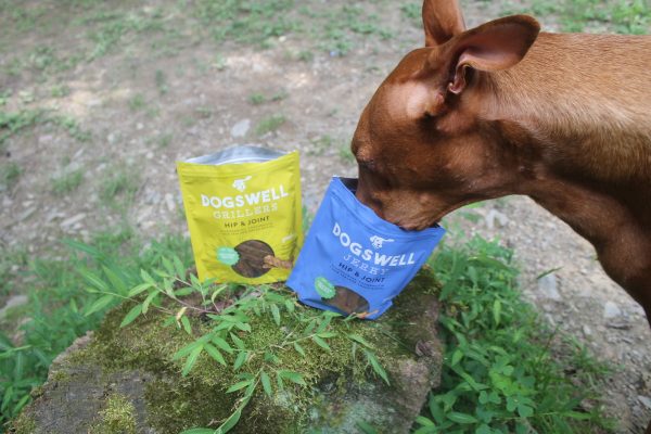 Planning a new puppy gift basket for to welcome home a new dog? I've got you covered! Read on for ten things that every dog parent needs (but may not even realize it).