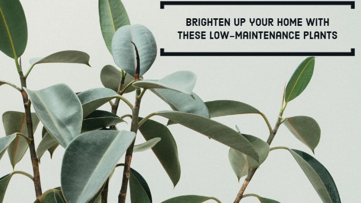 2 Extremely Easy Indoor Plants to Grow This Summer