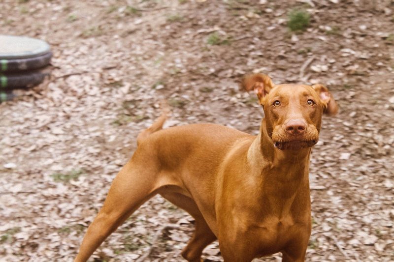Complete Guide to the Pharaoh Hound Dog Breed (by Someone Who Actually Has One!) 5 Pharaoh Hounds are both smart & funny!