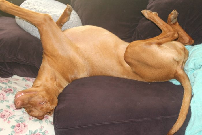 Rev Up Your Active Dog's Diet with Wellness CORE RawRev #RawRevolution
