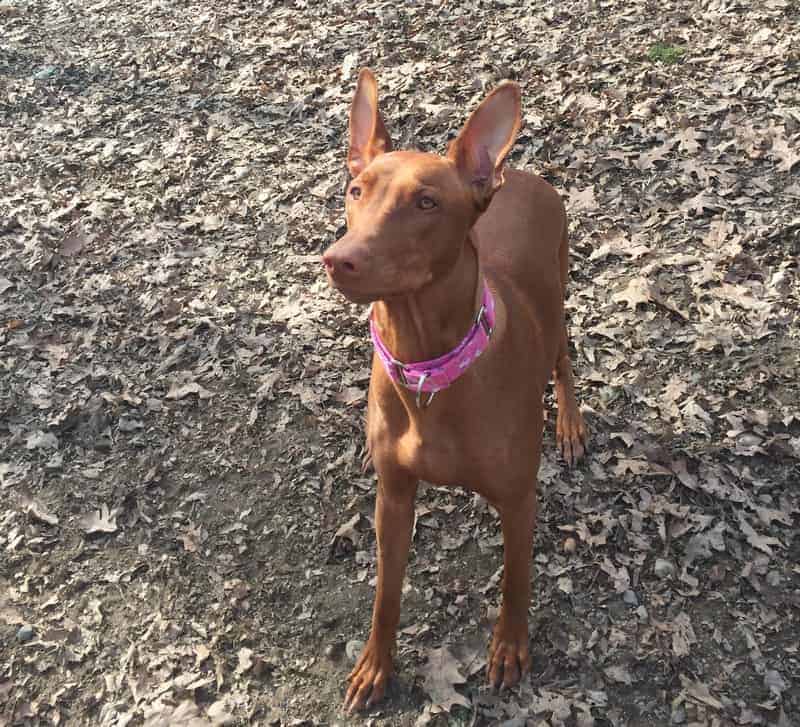 Freya Martingale Collar Town Collar