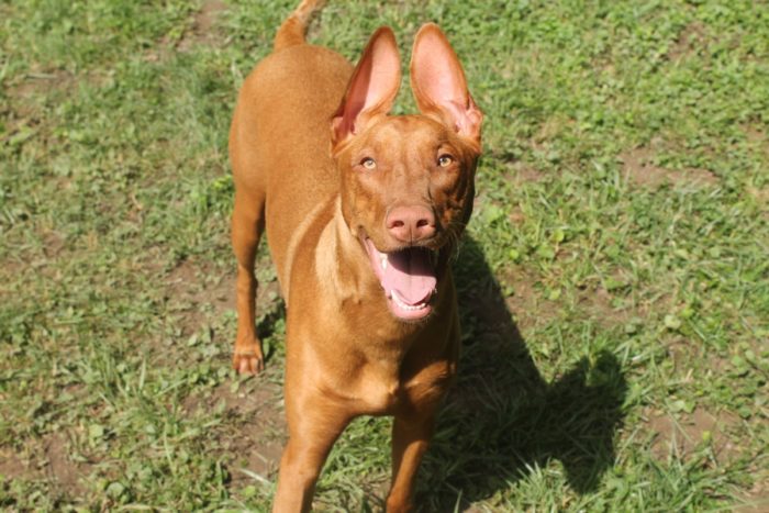 Complete Guide to the Pharaoh Hound Dog Breed (by Someone Who Actually Has One!) 3 Complete Guide to the Pharaoh Hound Dog Breed (by Someone Who Actually Has One!)