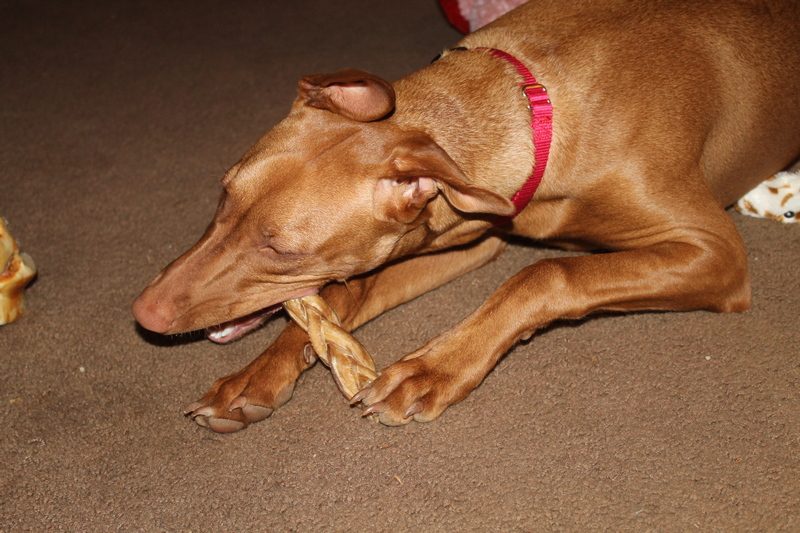 Complete Guide to the Pharaoh Hound Dog Breed (by Someone Who Actually Has One!) 9 Complete Guide to the Pharaoh Hound Dog Breed (by Someone Who Actually Has One!)