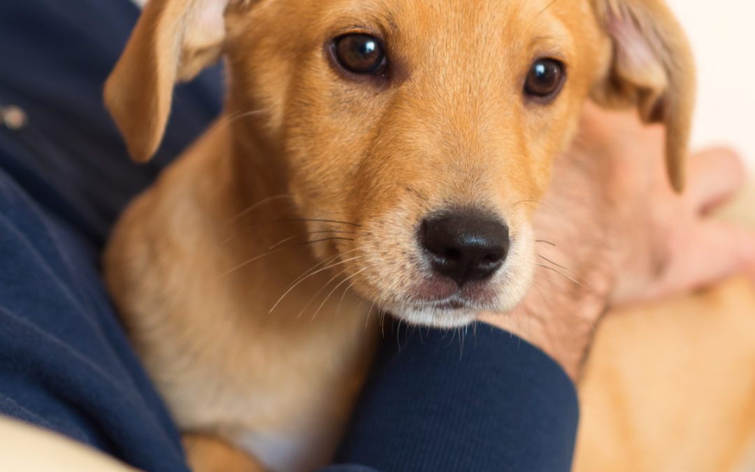 The Ultimate Guide To Finding The Best Treats for Your Puppy