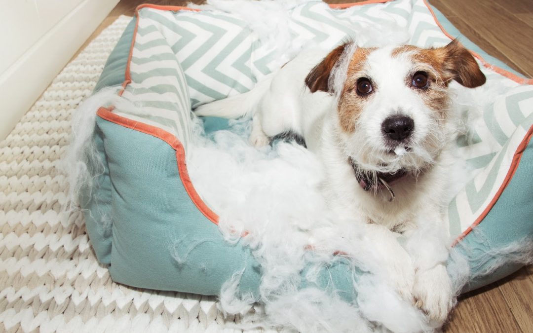 How to Survive the First Few Weeks With Your New Puppy