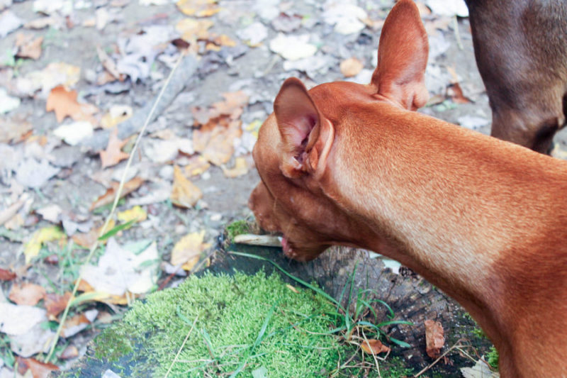 How do you calm down a high-energy dog like my Pharaoh Hound in just one step? Hand her an Icelandic+ Lamb Horn Dog Treat!