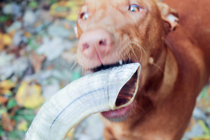 How do you calm down a high-energy dog like my Pharaoh Hound in just one step? Hand her an Icelandic+ Lamb Horn Dog Treat!