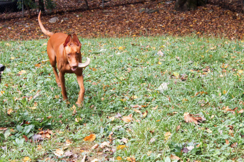 How to Calm Down Your High-Energy Dog in One Easy Step!