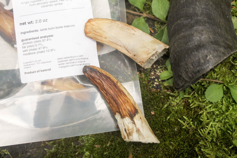 How do you calm down a high-energy dog like my Pharaoh Hound in just one step? Hand her an Icelandic+ Lamb Horn Dog Treat!