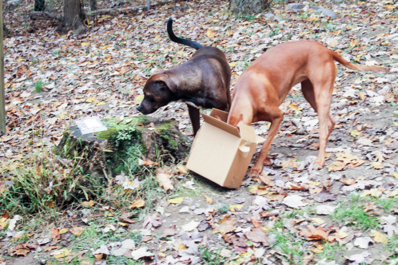 How do you calm down a high-energy dog like my Pharaoh Hound in just one step? Hand her an Icelandic+ Lamb Horn Dog Treat!