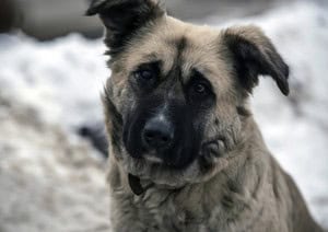 Medical Advice You Should Know For Your Pets