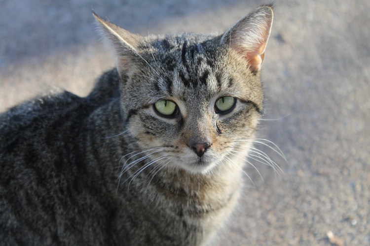How Moisture-Rich Diets Are Changing the Way We Feed Cats