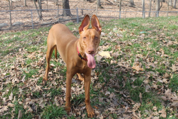 7 Things You Need to Know About Life with Pharaoh Hounds