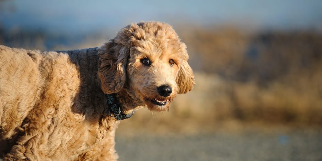 Perks of Owning a Goldendoodle