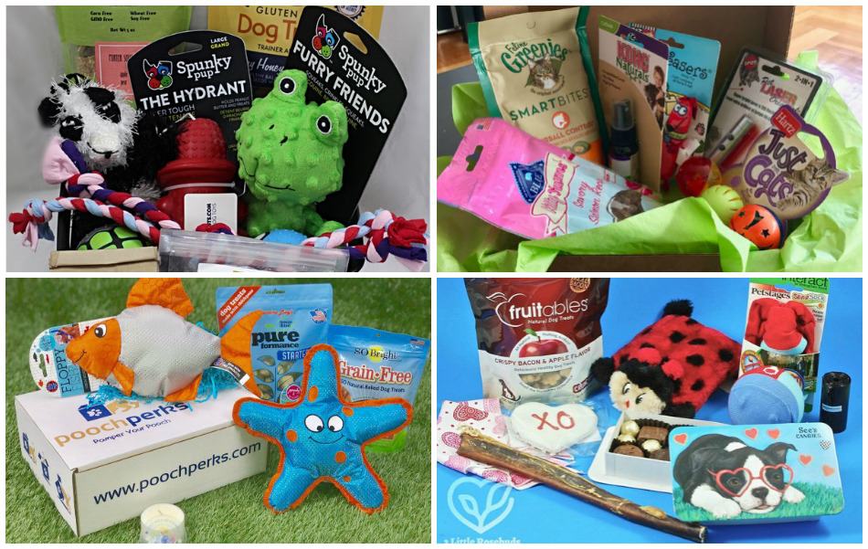 10 Fabulous Pet Subscription Boxes Your Cats & Dogs Are Begging For!