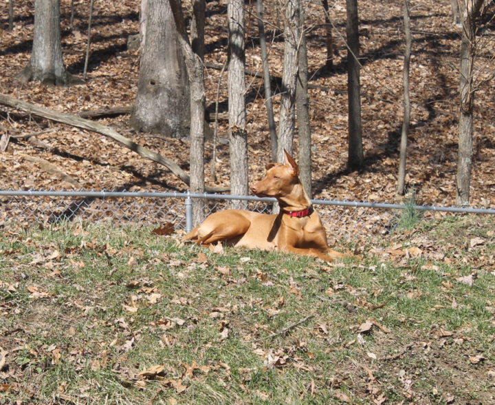7 Things You Need to Know About Life with Pharaoh Hounds