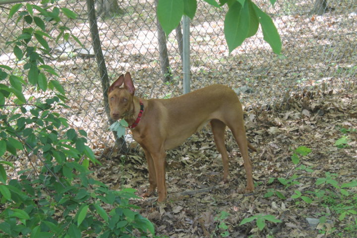 7 Things You Need to Know About Life with Pharaoh Hounds