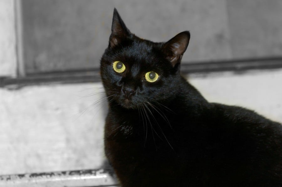 Pet Owners Honor National Pet Cancer Awareness Month Every November: You Can, Too!