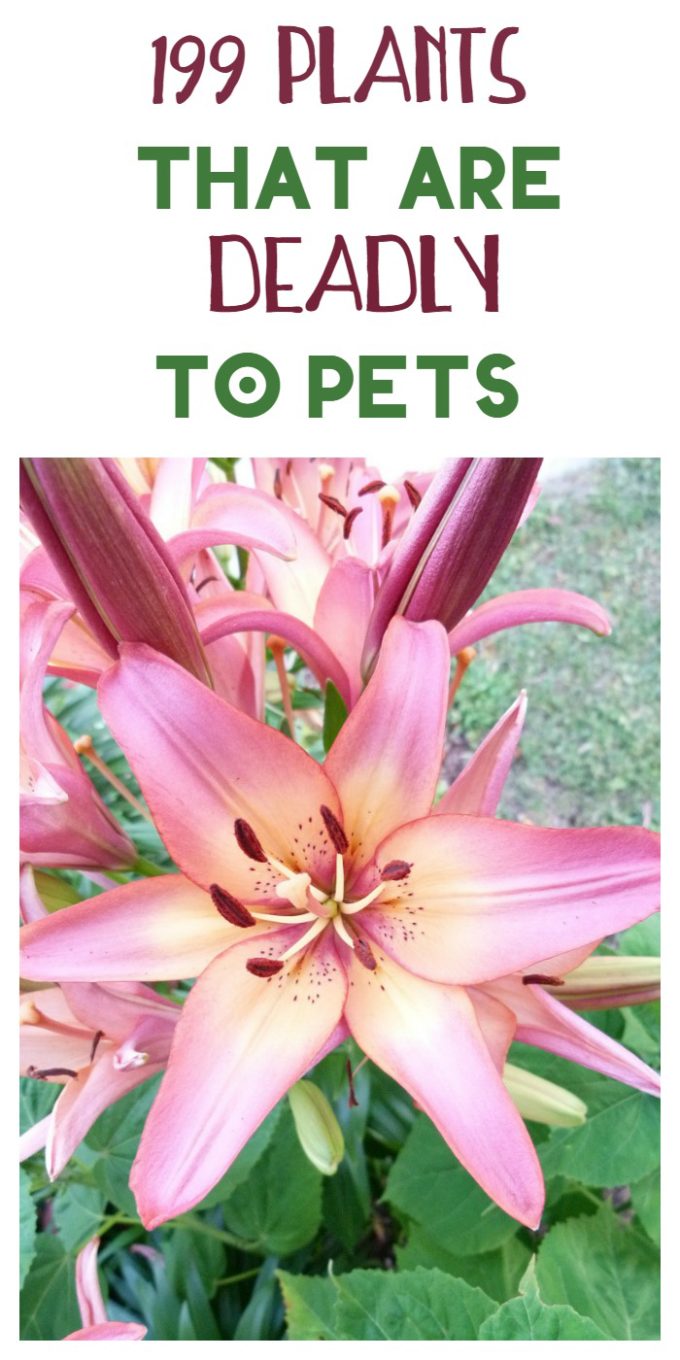 199 Poisonous Plants to Keep Away from Your Pets