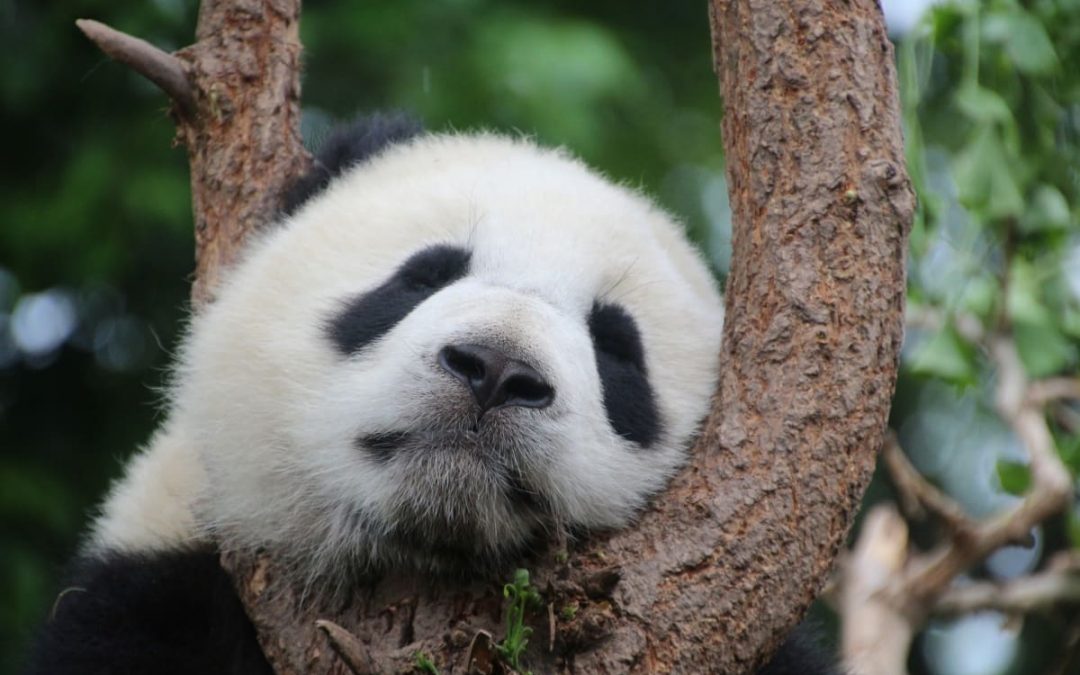 10 Things You Can Do Today (and Everyday) to Protect Endangered Species