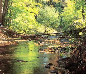 I’m Spending Valentines Day at Paradise Stream!