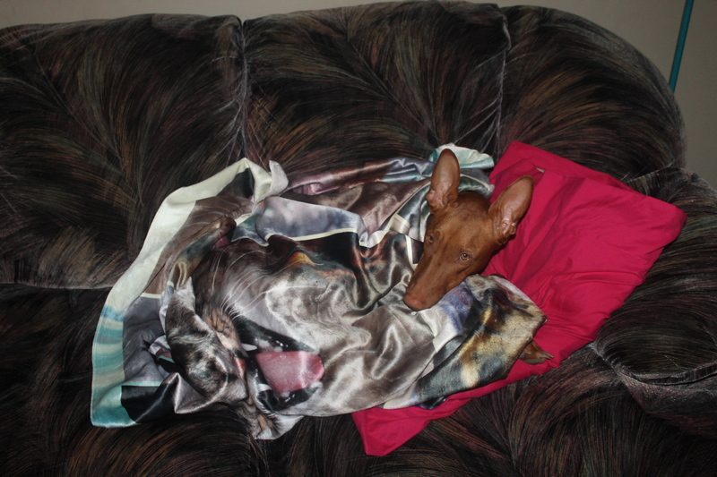 Complete Guide to the Pharaoh Hound Dog Breed (by Someone Who Actually Has One!) 6 Personalized photo blankets are always a huge hit during the holidays in our family! Find out where I make mine!