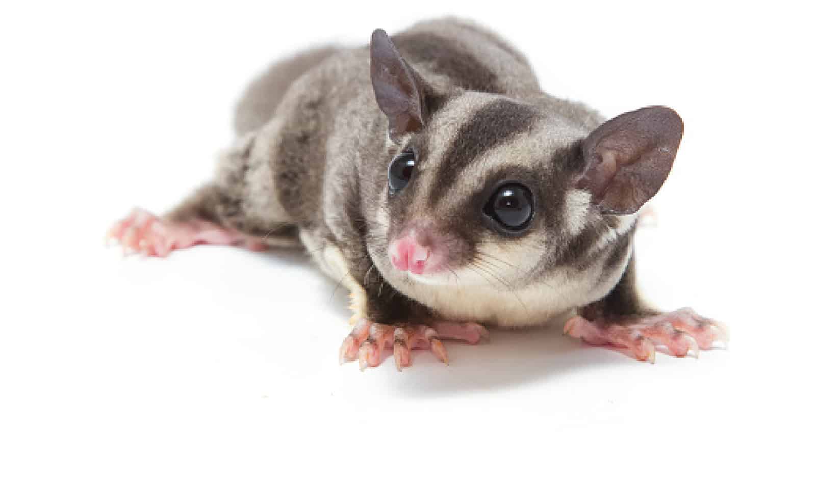 Can you have a sugar glider with a dog? Short answer, yes. HOWEVER, there are caveats as well as some things you need to know before bringing a glider into your dog-centric home. Learn more. 