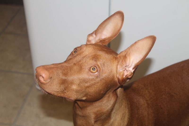 6 Best Dog Vitamins & Supplements To Enhance Your Pup’s Health