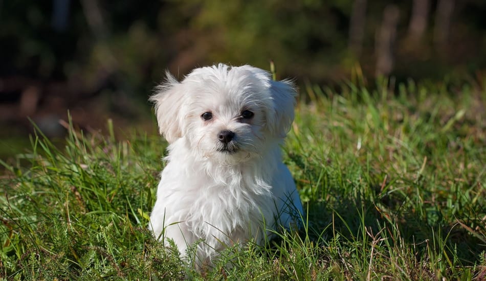 Consider These Things Before Getting a Dog