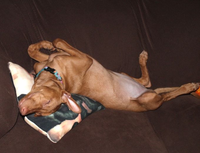 Untrainable dog? Maybe you're using the wrong method! Check out what I learned from PawCulture that helped me train my Pharaoh Hound!