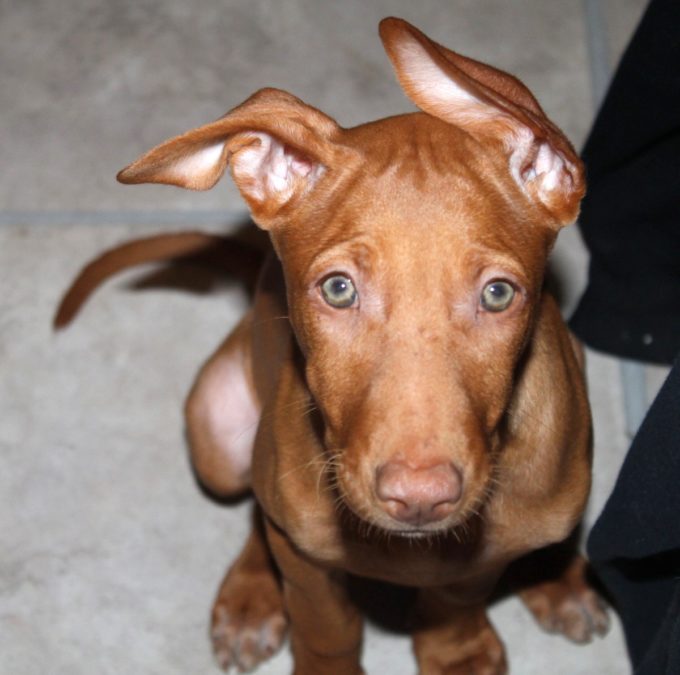 Training My "Untrainable" Dog With Tips from PawCulture! 1 Untrainable dog? Maybe you're using the wrong method! Check out what I learned from PawCulture that helped me train my Pharaoh Hound!